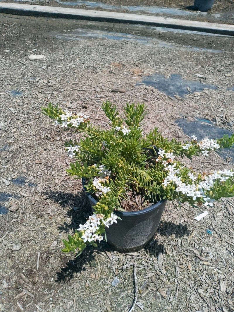 Photo for Myoporum parvifolium (Creeping Myoporum)