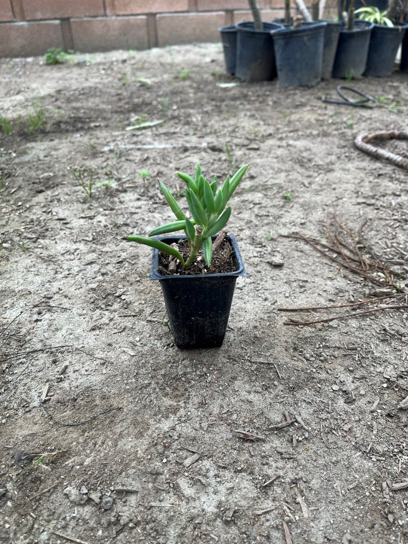 Photo for Senecio radicans (String of Bananas)