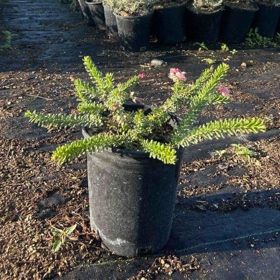 Photo for Grevillea lanigera 'Mt. Tamboritha' (Mt. Tamboritha Wooly Grevillea)