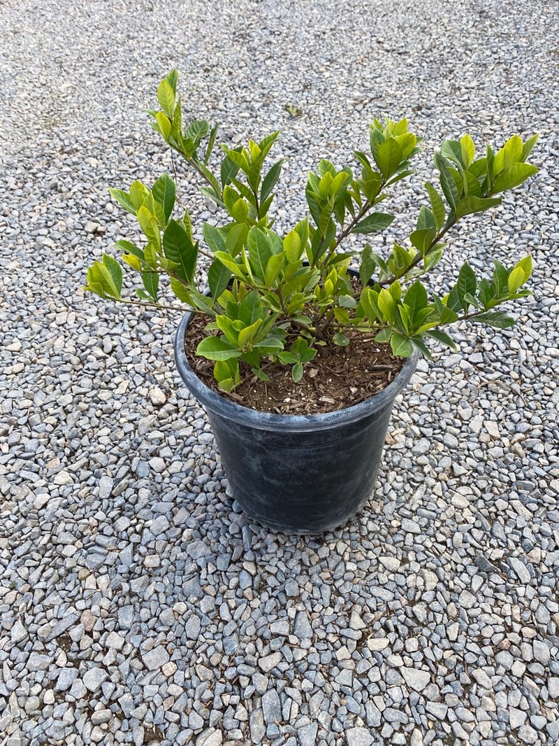 Photo for Gardenia jasminoides 'Veitchii' (Everblooming Gardenia)