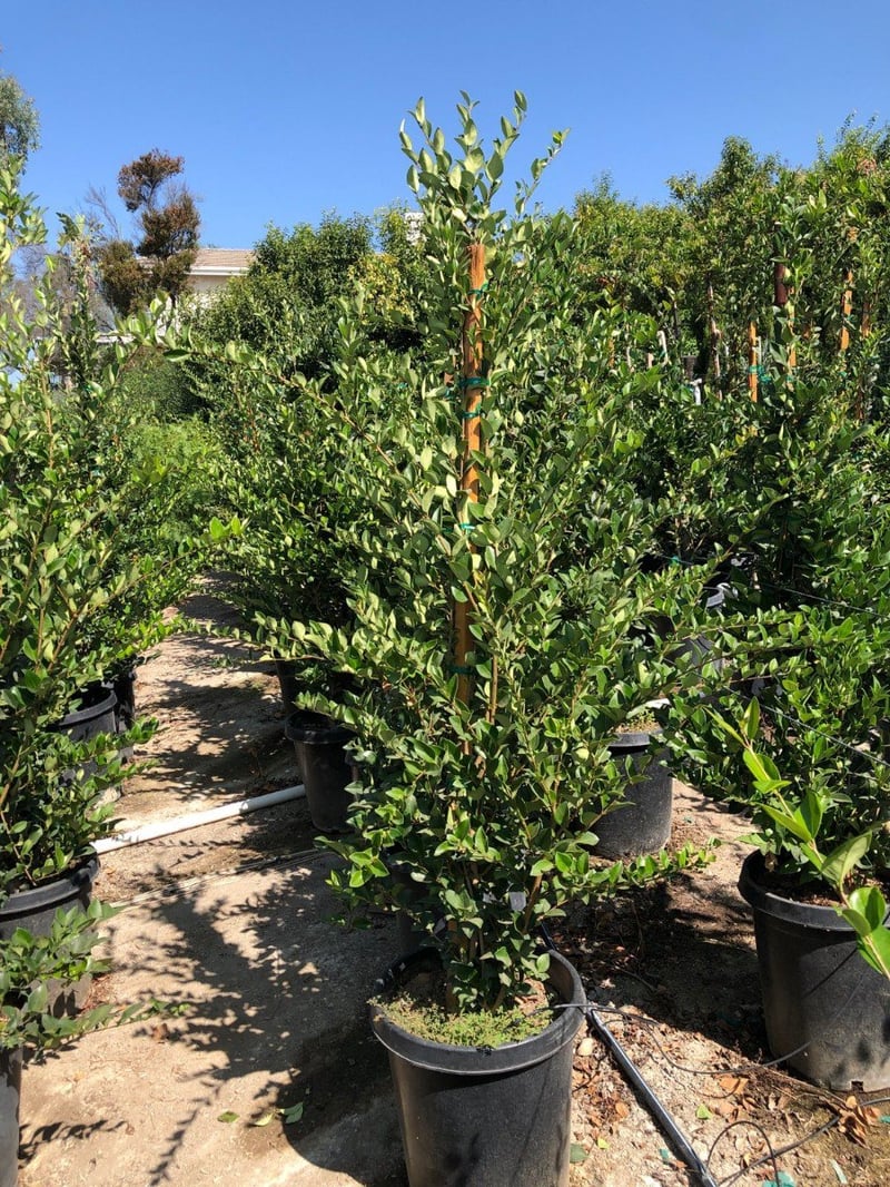 Photo for Ligustrum japonicum 'Texanum' (Waxleaf Privet)