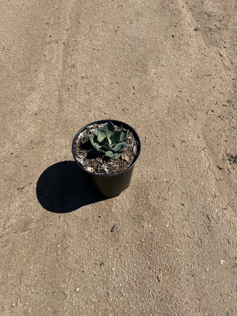 Photo for Agave parryi var. truncata (Artichoke Agave)