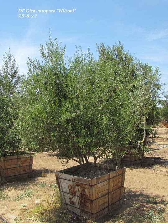 Photo for Olea europaea 'Wilsonii' (Wilsonii Fruitless Olive)
