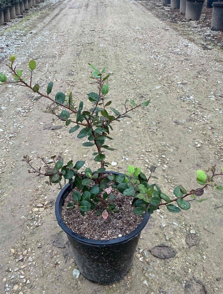 Photo for Rhus integrifolia (Lemonade Berry)