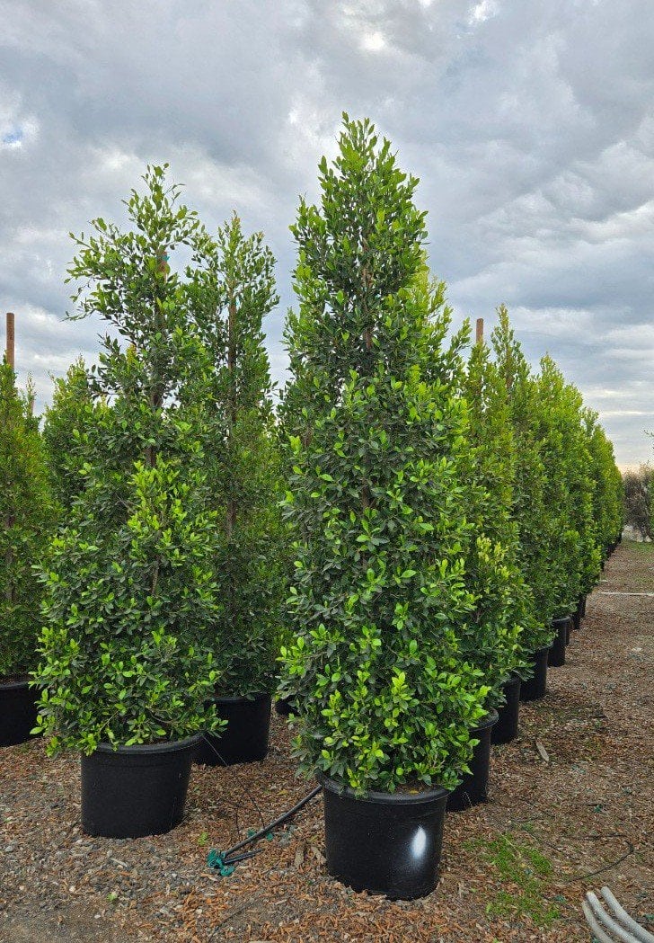 Photo for Ficus microcarpa nitida (Indian Laurel)