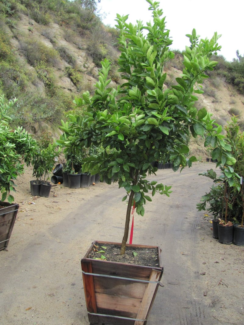 Photo for Citrus Lime 'Bearrs' (Bearrs Lime Tree)