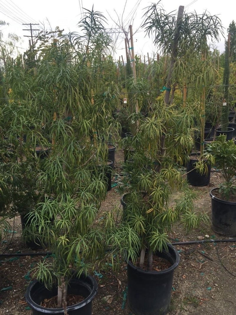 Photo for Podocarpus henkelii (Column) (Long Leafed Yellow-wood)