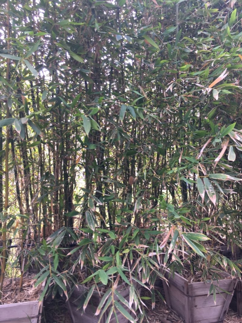 Photo for Bambusa oldhamii (Giant Timber Bamboo)