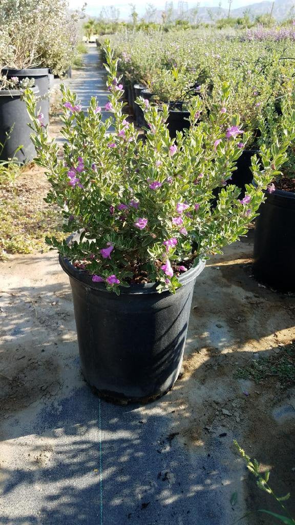 Photo for Leucophyllum frutescens (Texas Sage)