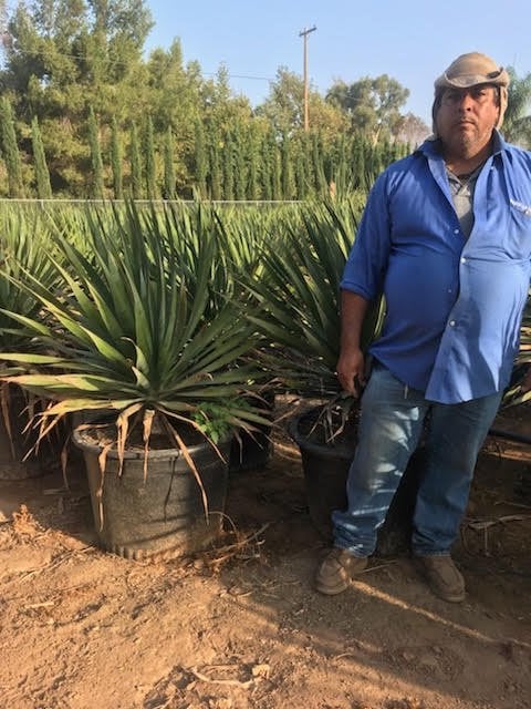 Photo for Dracaena draco (Dragon Tree)