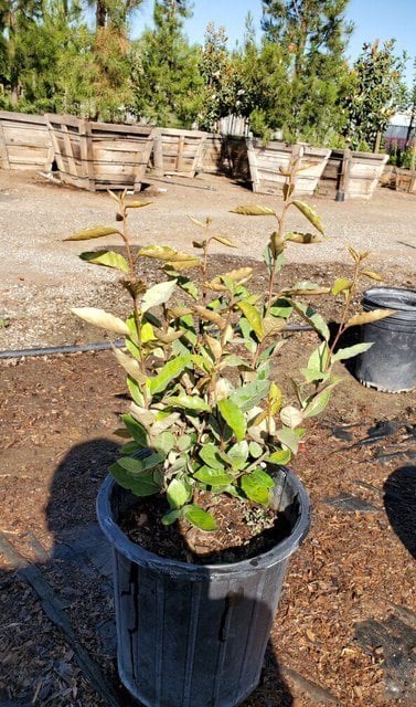 Photo for Elaeagnus pungens (Silverberry)