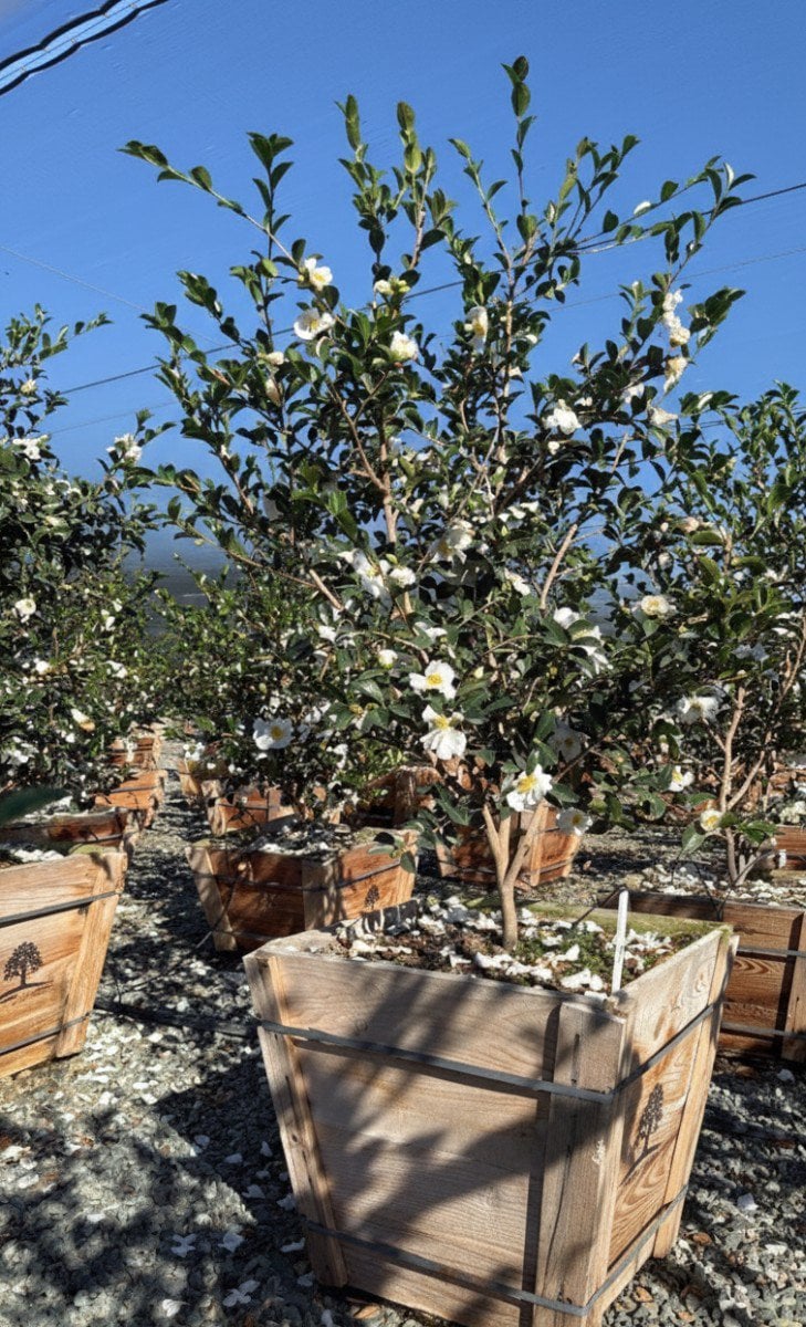 Photo for Camellia sasanqua 'Setsugekka' (Setsugekka Camellia)