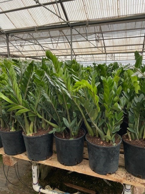 Photo for Zamioculcas zamiifolia (ZZ Plant)