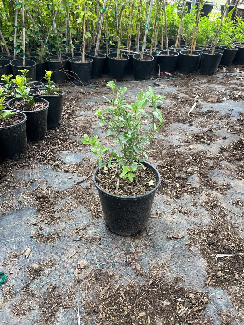 Photo for Galvezia speciosa (Island Snapdragon)