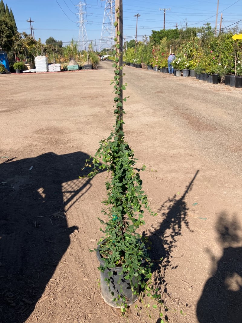 Photo for Ficus pumila (Staked) (Creeping Fig)