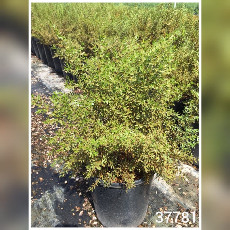 Photo for Larrea tridentata (Creosote Bush)