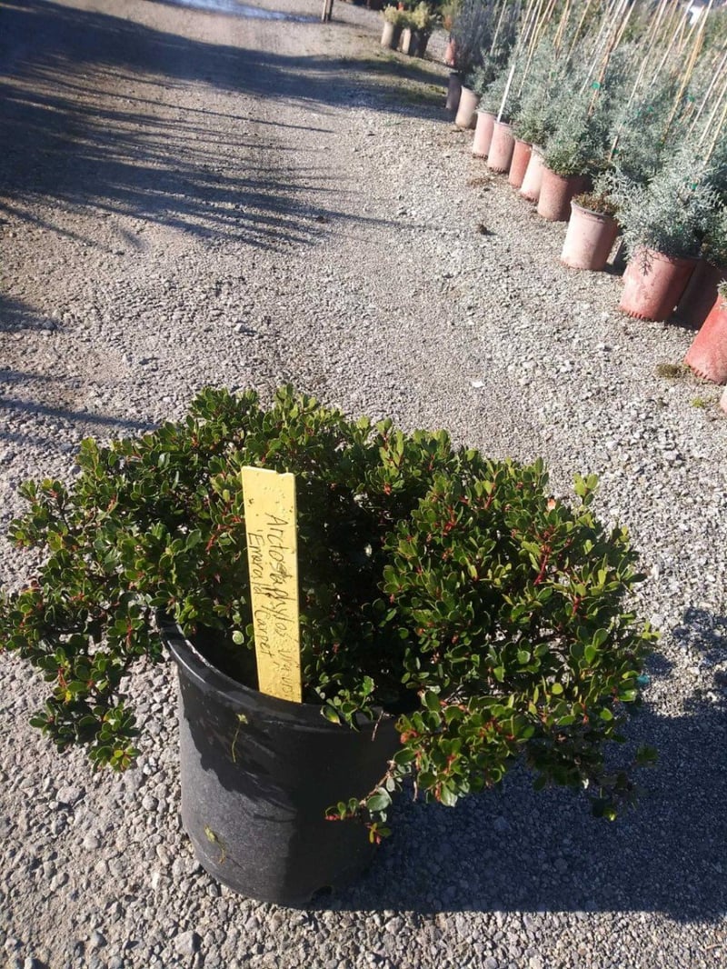 Photo for Arctostaphylos 'Emerald Carpet' ('Emerald Carpet' Manzanita)