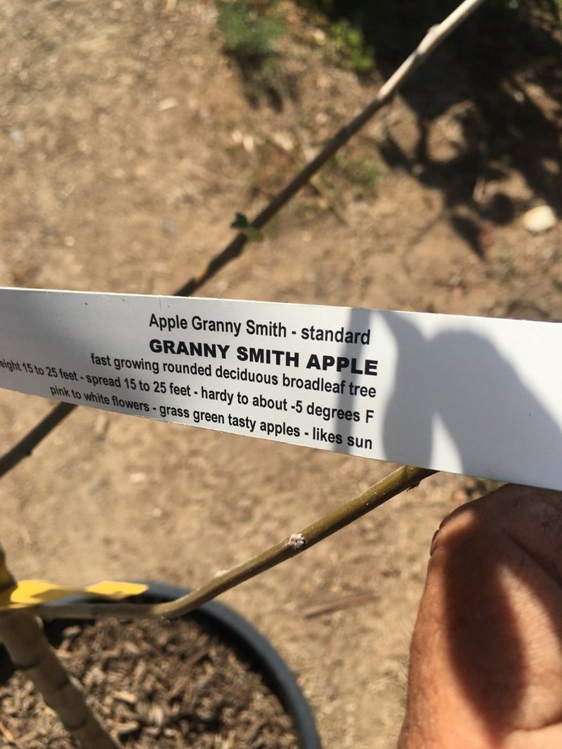 Photo for Malus (any variety) (Apple Tree)