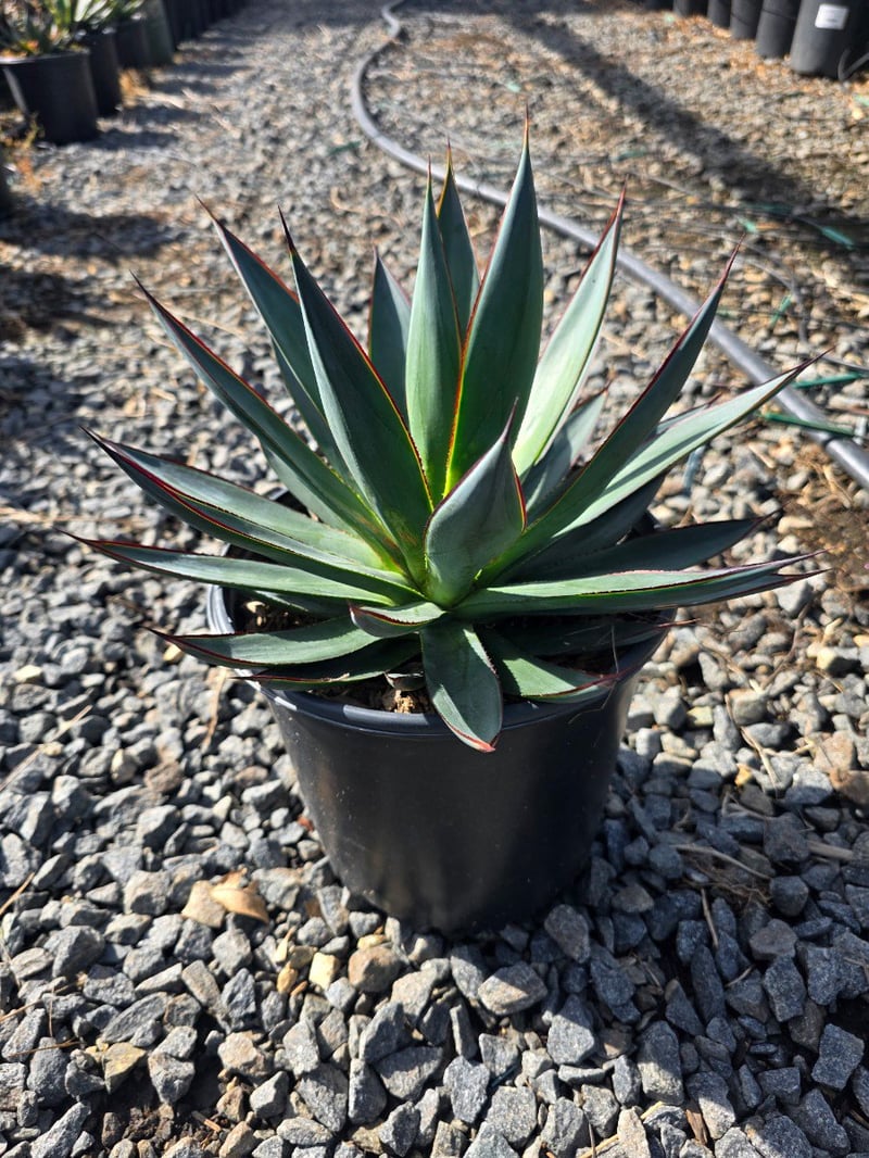 Photo for Agave 'Blue Glow' (Blue Glow Agave)