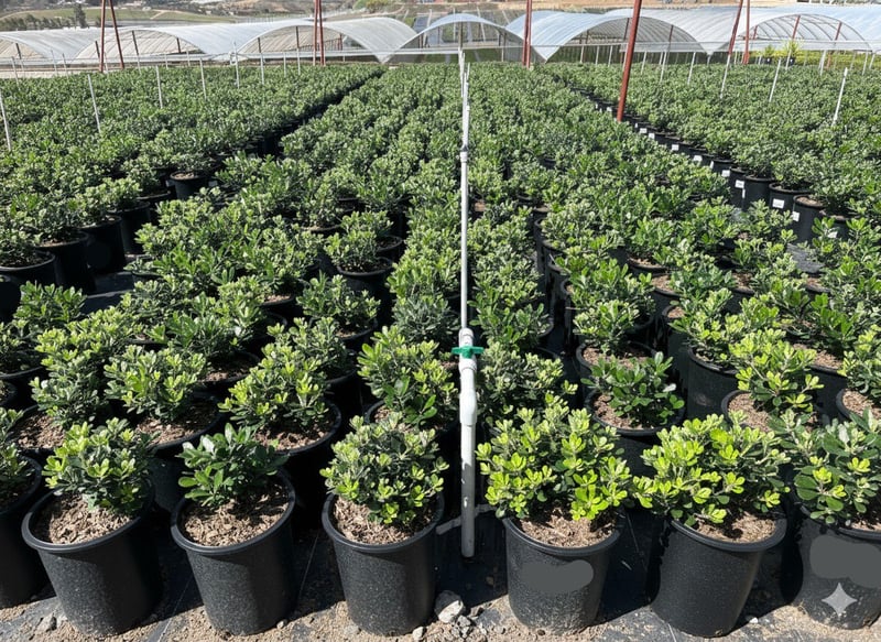 Photo for Pittosporum crassifolium (Karo)