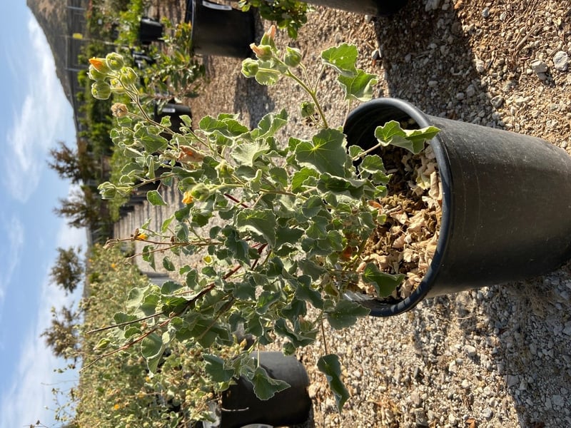 Photo for Abutilon palmeri (Indian Mallow)