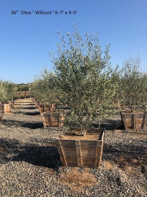 Photo for Olea europaea 'Wilsonii' (Wilsonii Fruitless Olive)