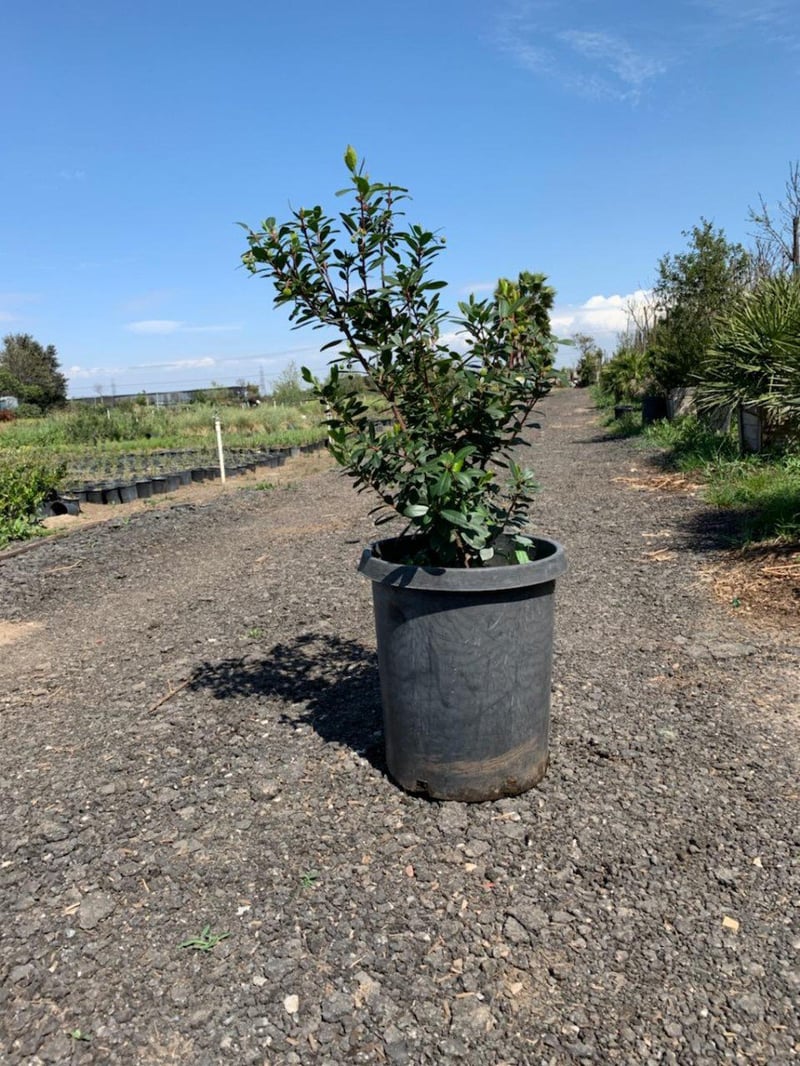 Photo for Arbutus unedo (Strawberry Tree)