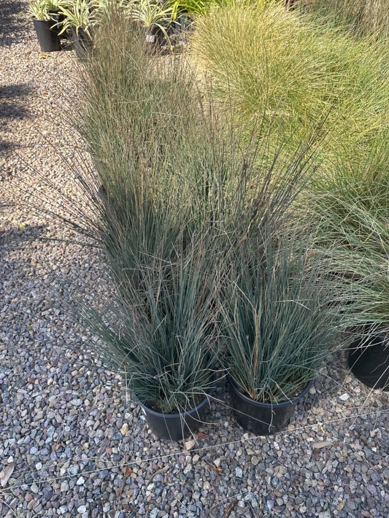 Photo for Juncus patens (California Grey Rush)