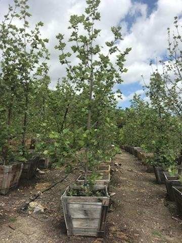 Photo for Platanus x acerifolia (Standard) (London Plane Tree)