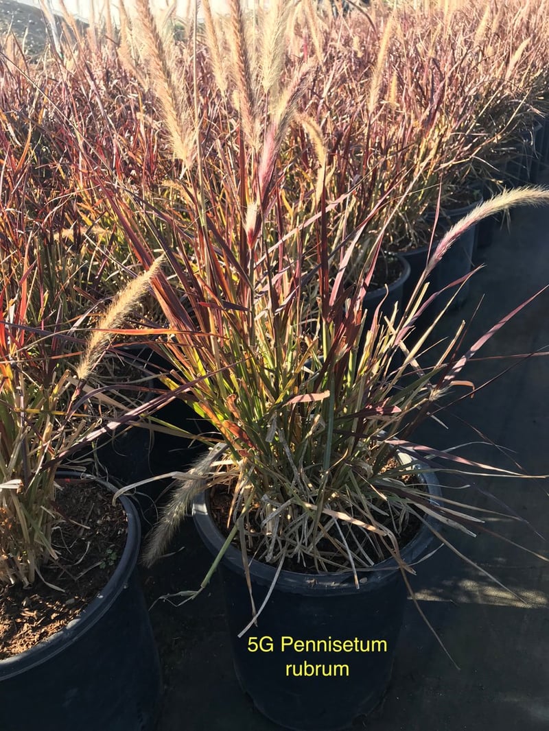 Photo for Pennisetum setaceum 'Rubrum' (Purple Fountain Grass)