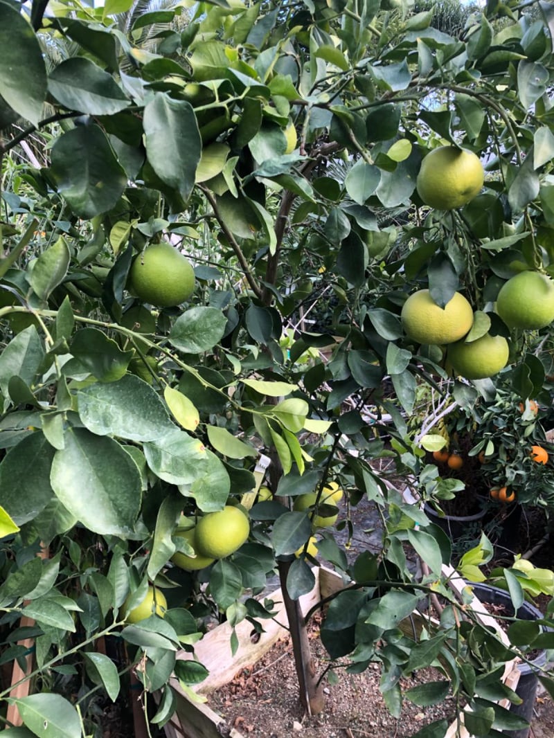Photo for Citrus x paradisi 'Oro Blanco' (Oro Blanco Grapefruit)