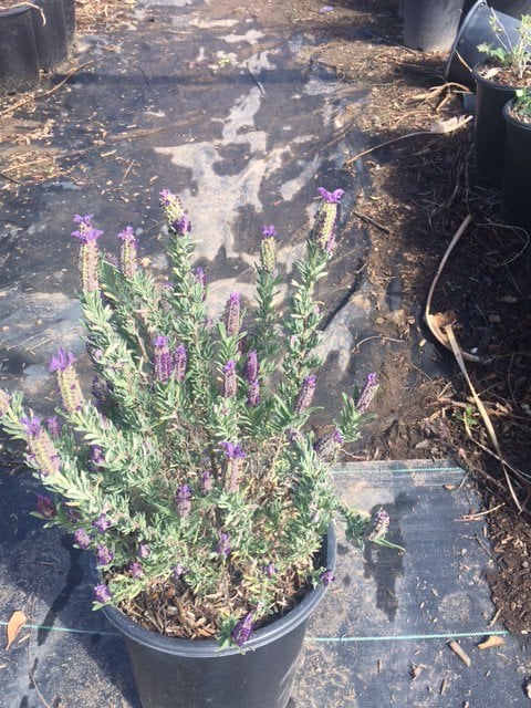 Photo for Lavandula stoechas 'Otto Quast' (Otto Quast Spanish Lavender)