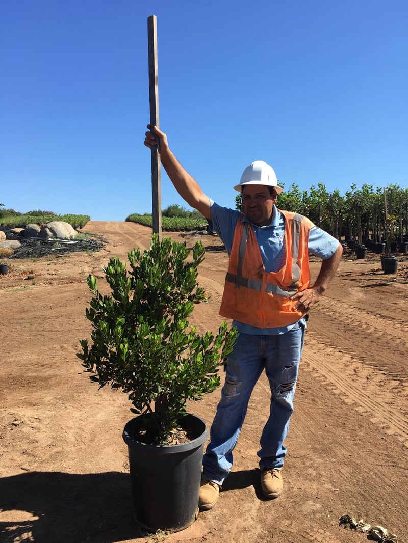 Photo for Arbutus unedo (Multi) (Strawberry Tree)
