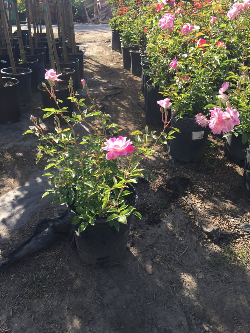 Photo for Rosa 'Iceberg' (Pink) (Pink Iceberg Rose)