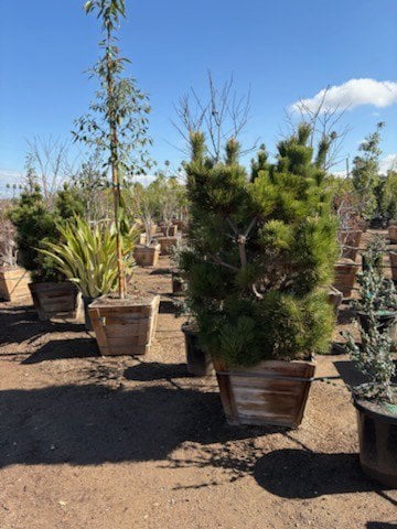 Photo for Pinus thunbergii (Japanese Black Pine)