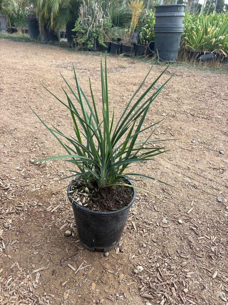 Photo for Dianella revoluta (Revoluta Flax Lily)
