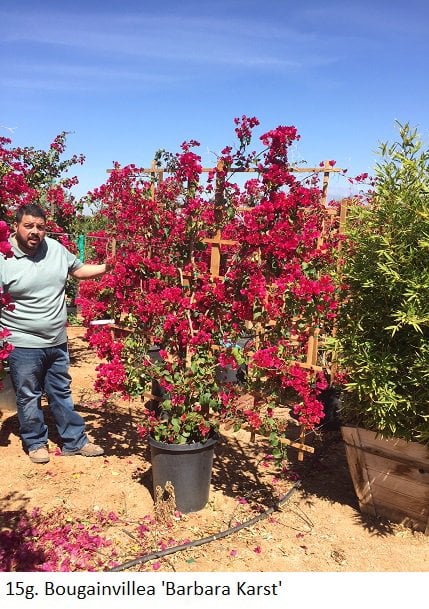 Photo for Bougainvillea 'Barbara Karst' (Espalier) (Barbara Karst Bougainvillea)
