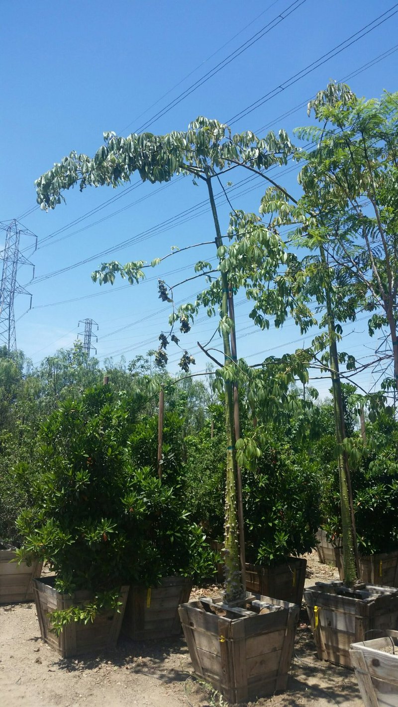 Photo for Chorisia speciosa (Floss Silk Tree)