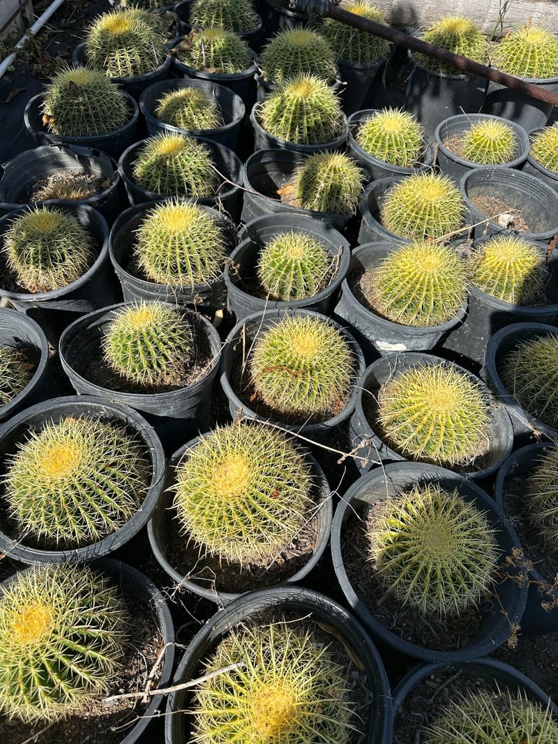 Photo for Echinocactus grusonii (Golden Barrel Cactus)