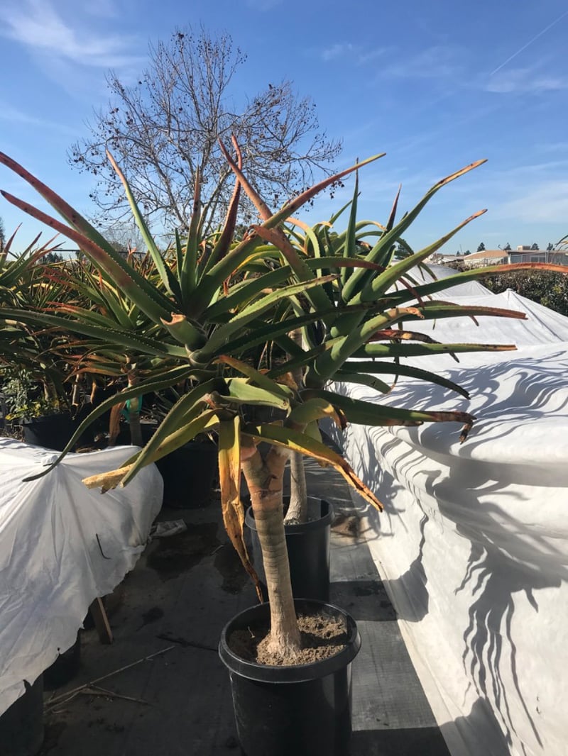 Photo for Aloe barberae (A. bainesii)(Multi) (Tree Aloe)