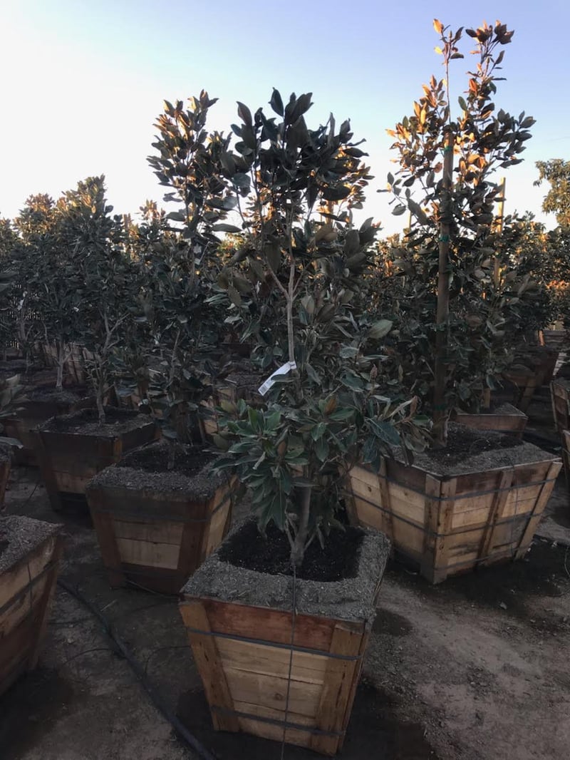Photo for Magnolia grandiflora 'Little Gem' (Standard) (Little Gem Magnolia)