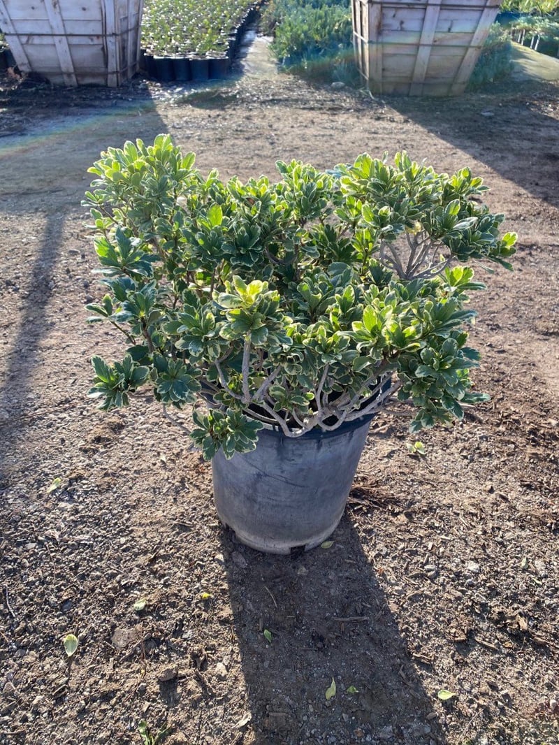 Photo for Pittosporum tobira 'Variegata' (Variegated Japanese Mock Orange)