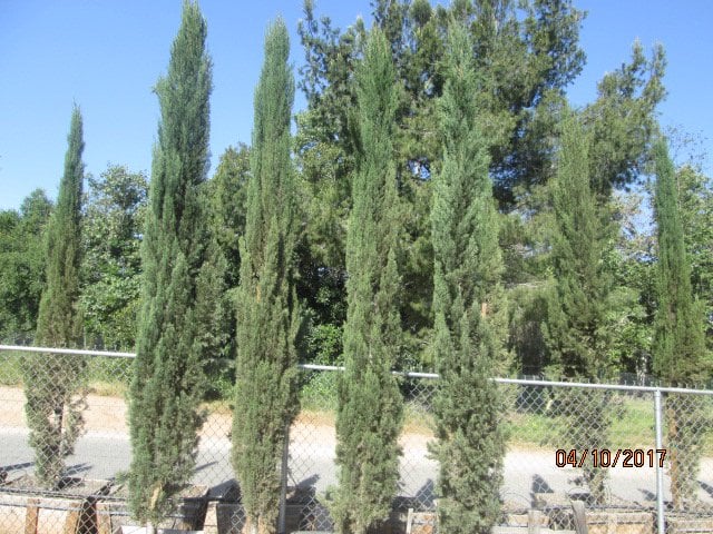 Photo for Cupressus sempervirens 'Glauca' (Blue Italian Cypress)