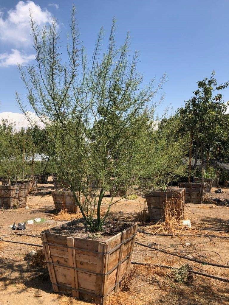 Photo for Cercidium 'Desert Museum' (Multi) (Desert Museum Palo Verde)