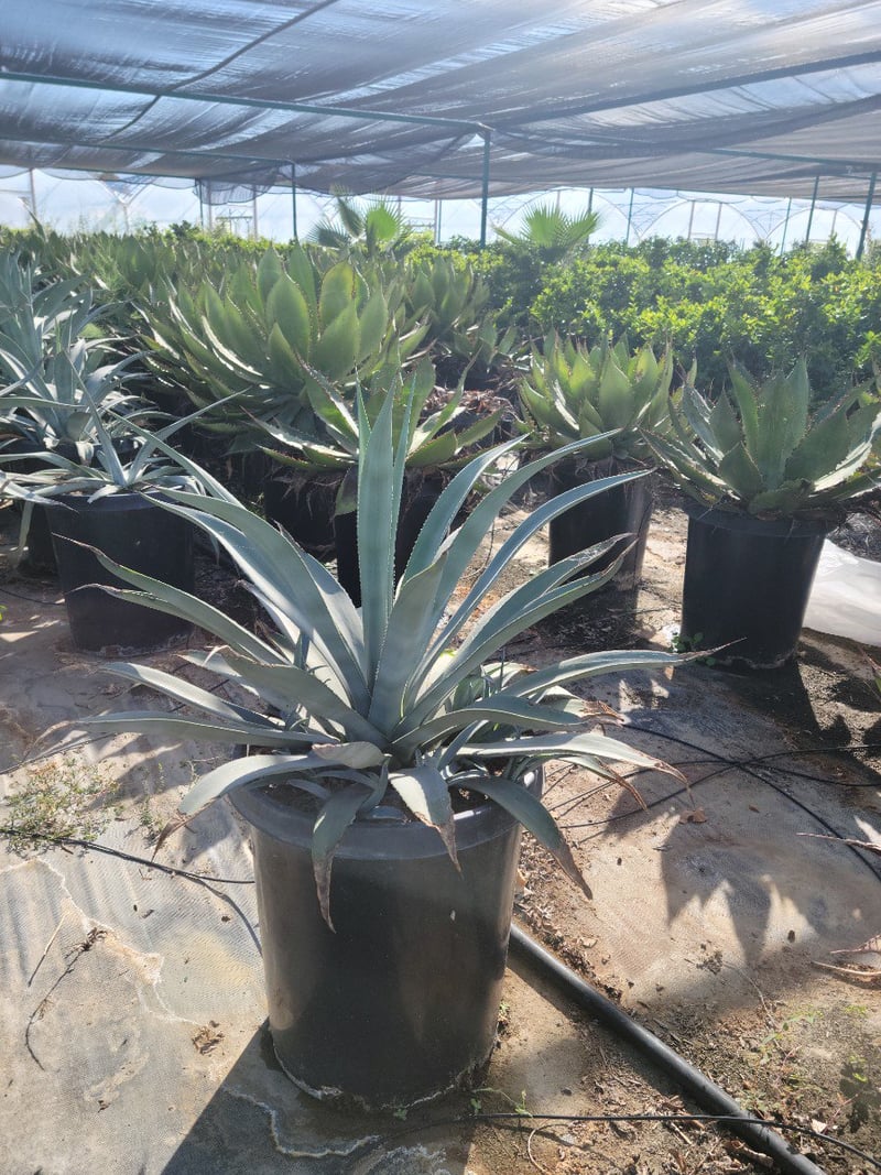 Photo for Agave weberi (Weber Agave)