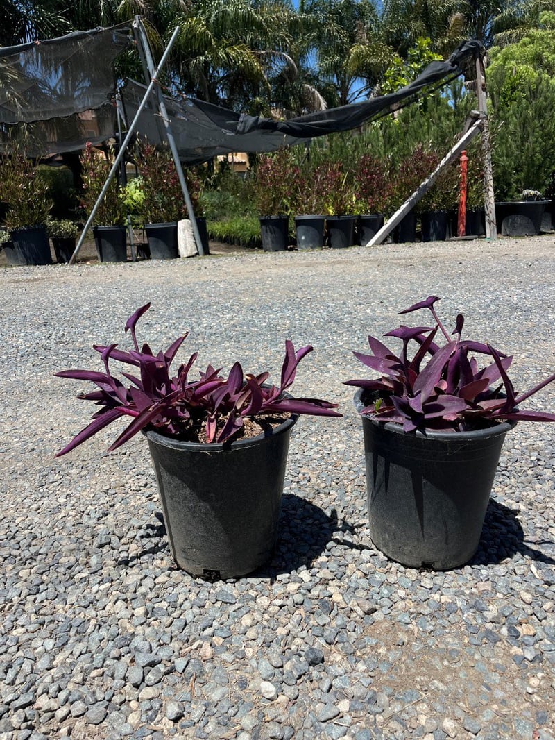 Photo for Tradescantia pallida (Purple Heart )
