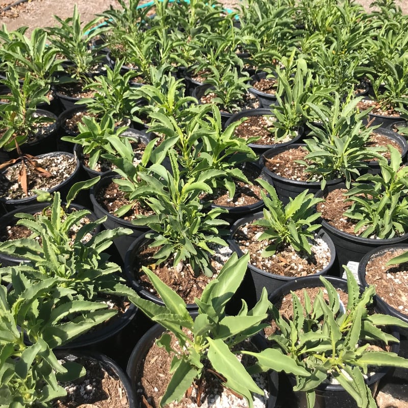 Photo for Penstemon spectabilis (Royal Beard Tongue)