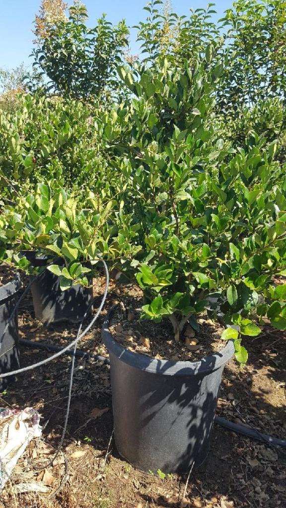 Photo for Ligustrum japonicum (Japanese Privet)