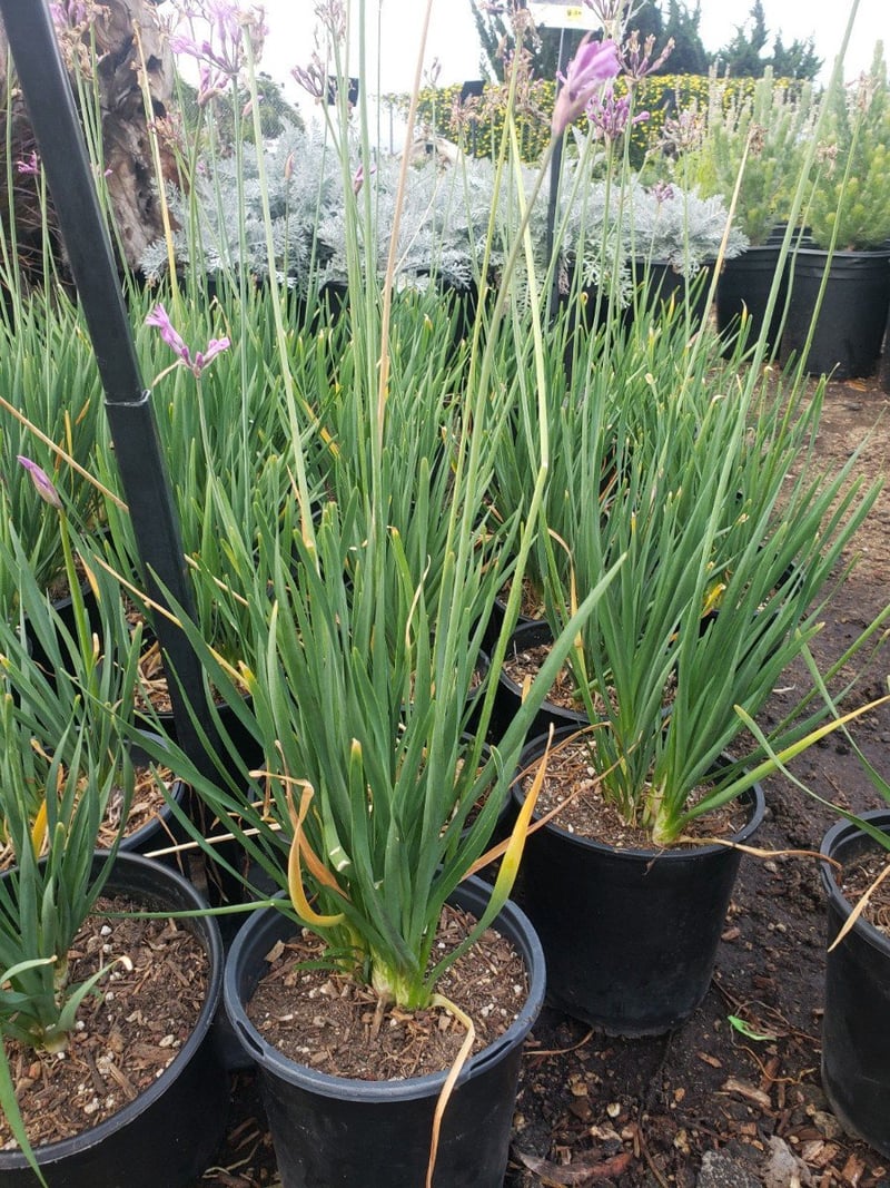 Photo for Tulbaghia violacea (Society Garlic)