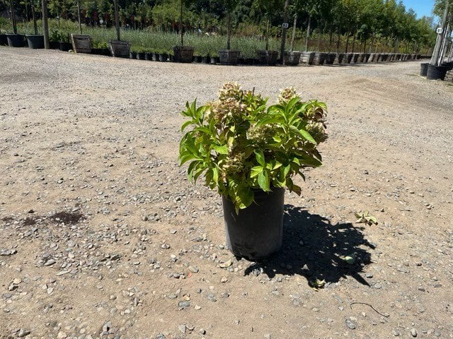 Photo for Hydrangea macrophylla (Hydrangea)